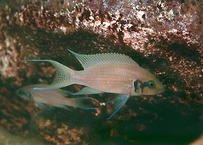 Neolamprologus brichardi 'Cape Chaitika'